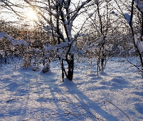 Słońce, Przebijające Światło, Drzewa, Zima, Śnieg, Gałęzie