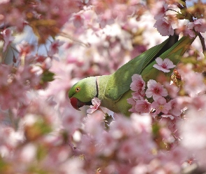 Ptaszek, Kwiaty, Papuga