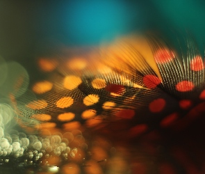 Makro, Bokeh, Piórka