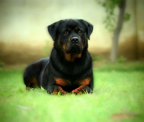 Pies, Rottweiler