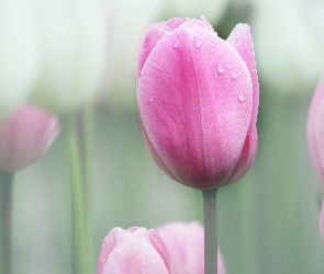 Tulipany, Różowe