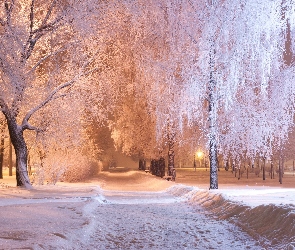 Ścieżka, Park, Zima