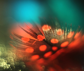Piórko, Perliczka, Bokeh, Makro, Czerwone