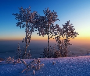 Drzewa, Zima, Słońca, Horyzont, Wschód