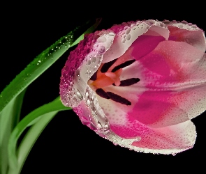 Tulipan, Fioletowy