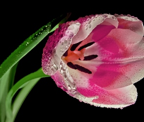 Fioletowy, Tulipan