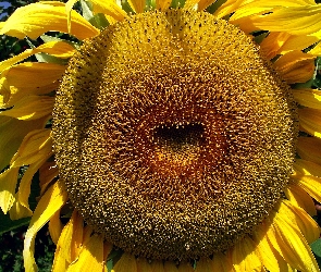 Słonecznik, Kwiaty