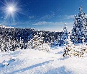 Drzewa, Śnieg, Zima, Las