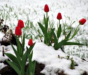 Czerwone, Śnieg, Tulipany