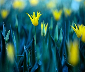 Kwiaty, Żółte, Tulipany
