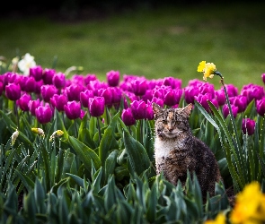 Kot, Tulipany, Kwiaty
