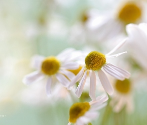 Rumianek, Kwiaty, Białe