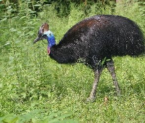 Ptak, Zieleń, Kazuar