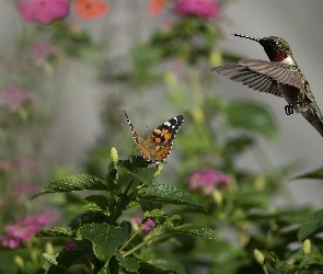 Roślina, Koliber, Motyl, Ptak, Liście