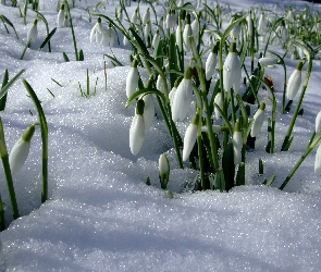 Śnieg, Przebiśniegi