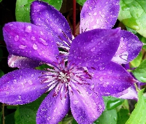 Kwiat, Clematis