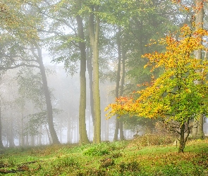 Drzewo, Mgła, Jesień, Las