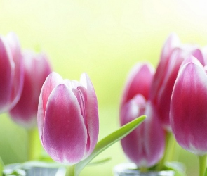 Tulipany, Rozmycie, Różowe