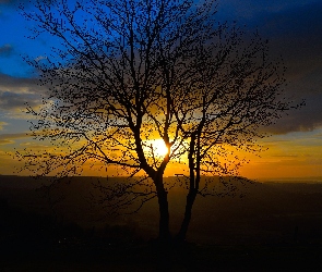 Drzewo, Zachód Słońca