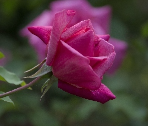 Róża, Liście