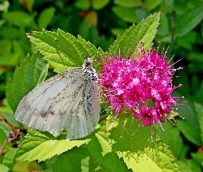 Bielinek, Motyl, Krzew, Pęcherznica kalinolistna