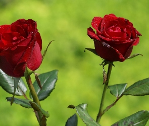 Dwie, Róże, Czerwone