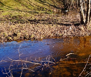 Strumyk, Wzgórze, Drzewa, Gałęzie