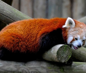 Pandka ruda, Belki, Panda, Czerwona