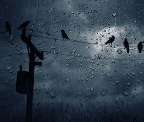 Deszcz, Ptaki, Szyba
