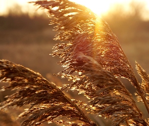 Trzcina, Przebijające Światło, Wschód Słońca