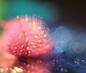 Różowe, Bokeh, Makro, Piórko