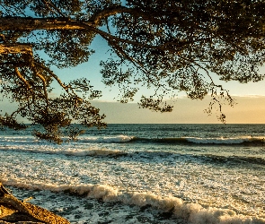 Morze, Drzewo, Fale