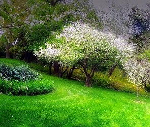 Drzewa, Kwitnące, Wiosna, Park