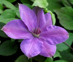 Clematis, Kwiaty