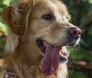 Język, Retriever, Pies, Golden