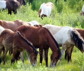 Konie, Trawa, Pastwisko