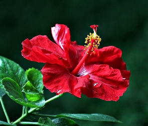 Hibiskus, Listki, Czerwony