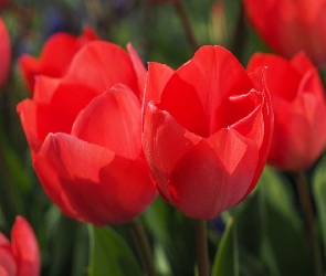Tulipany, Czerwone