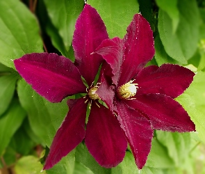 Kwiaty, Clematis