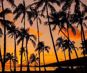 Hawaje, Wyspa, Ocean, USA, Słońca, Palmy, Zachód