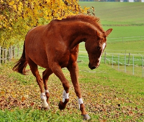 Koń, Ogrodzenie, Wybieg