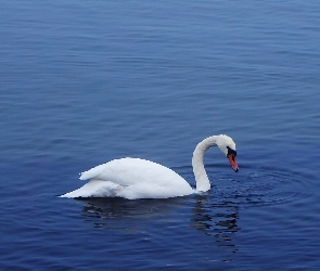 Łabędź, Woda