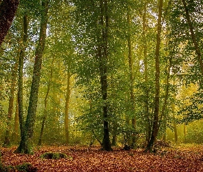 Wiosna, Światło, Drzewa, Las, Liście, Przebijające