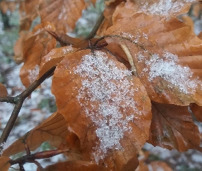 Pomarańczowe, Śnieg, Liście