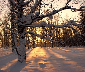 Zima, Zachód, Śnieg, Ośnieżone, Drzewa, Słońca