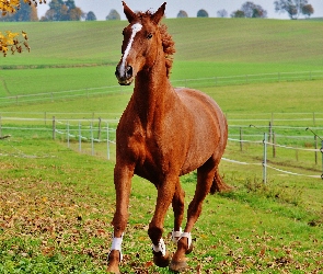 Galop, Drzewo, Ogrodzenie, Pastwisko, Koń