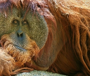 Orangutan, Rudy