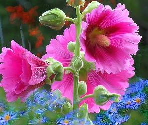 Kwiaty, Malwa