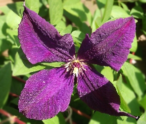 Clematis, Kwiat
