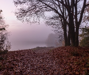 Jesień, Liście, Las, Zeschnięte, Mgła